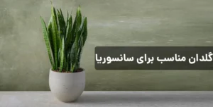 گلدان مناسب برای سانسوریا