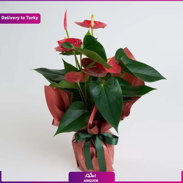 گل آنتوریوم برای ترکیه