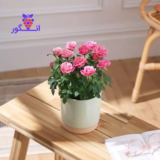 خرید گل رز مینیاتوری صورتی - خرید گل آپارتمانی گلدار - سفارش آنلاین گل