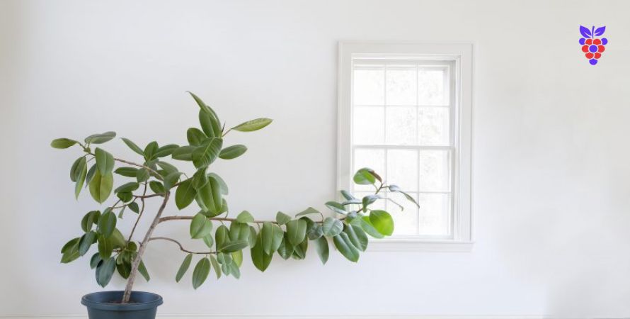 نشانه‌هایی که می‌گوید گیاه آپارتمانی شما به نور بیشتری احتیاج دارد! - انگور