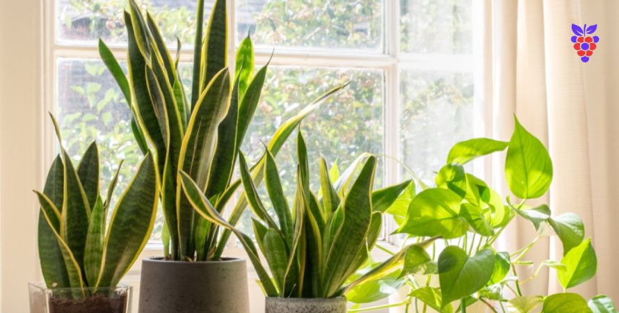 پنجره های مناسب برای گیاهان آپارتمانی - انگور
