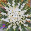 تاج گل ترحیم نور ابدی در خاطره‌ها - Image 3
