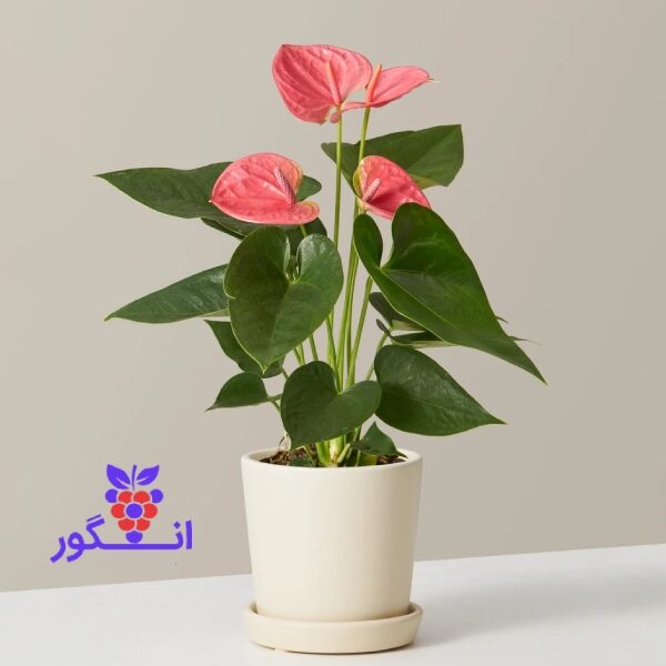 گلدان آنتوریوم صورتی - خرید گل آپارتمانی - سفارش آنلاین گل