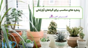 گیاهان آپارتمانی خود را در کنار کدام پنجره ها قرار دهیم؟