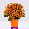 گیاه گلدانی کالانکوئه نارنجی