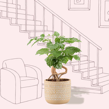 Indoor باغبانی آنلاین - انگور