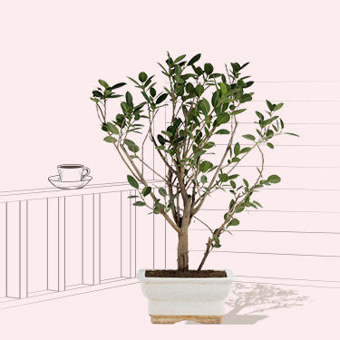 Terrace باغبانی آنلاین - انگور
