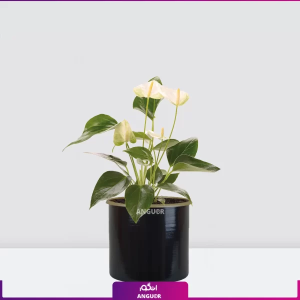 خرید گل آنتوریوم سفید- انتوریوم سفید با گلدان فلزی مشکی