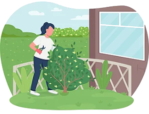 باغبانی حیاط و محیط کار باغبانی آنلاین - انگور
