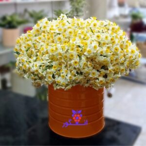 باکس گل نرگس 1000 شاخه - سفارش و خرید گل نرگس - گل فروشی آنلاین