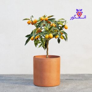 خرید گلدان کامکوات ( پرتقال زینتی ) - خرید گل آپارتمانی - سفارش آنلاین گل