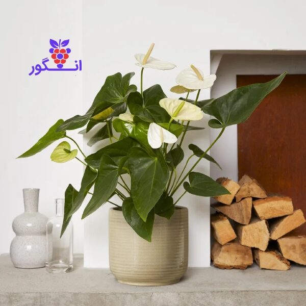 خرید گلدان گل آنتوریوم سفید - خرید گل آپارتمانی قیمت مناسب - سفارش آنلاین گل