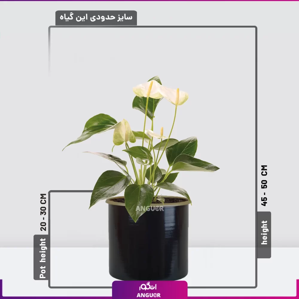 خرید گل آنتوریوم سفید | سفارش گل آپارتمانی | انگور