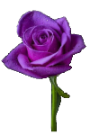 گل رز بنفش - violet rose flower
