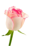 گل رز لب صورتی - white rose with pink lips