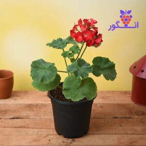 گل شمعدانی در رنگ قرمز گوجه ای - خرید گل آپارتمانی - سفارش آنلاین گل