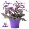 گیاه زیبا با برگهای مخملی بنفش - گینورا - خرید گل آپارتمانی گلدار - سفارش آنلاین گل