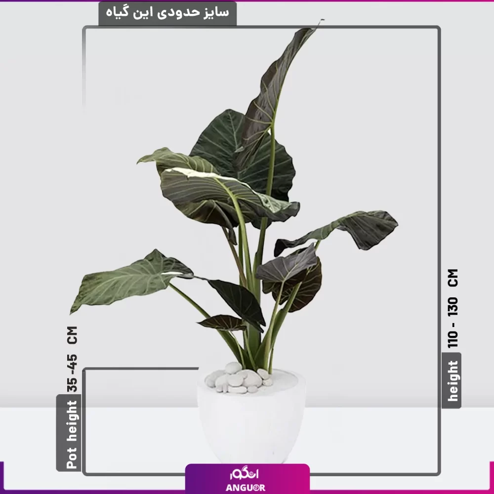 خرید گل آپارتمانی- خرید بابا آدم بلک - خرید گل به همراه گلدان - عکس+قیمت - انگور