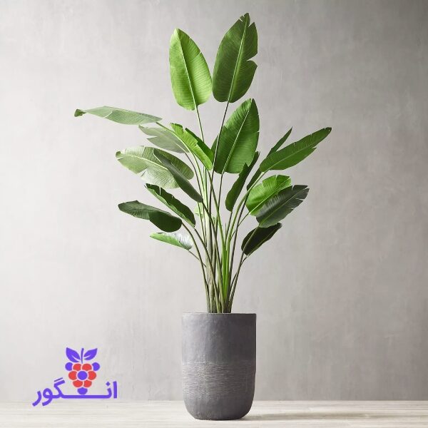 خرید گل پرنده بهشتی سایز بزرگ - خرید گل و گیاه آپارتمانی زیبا - سفارش آنلاین گل