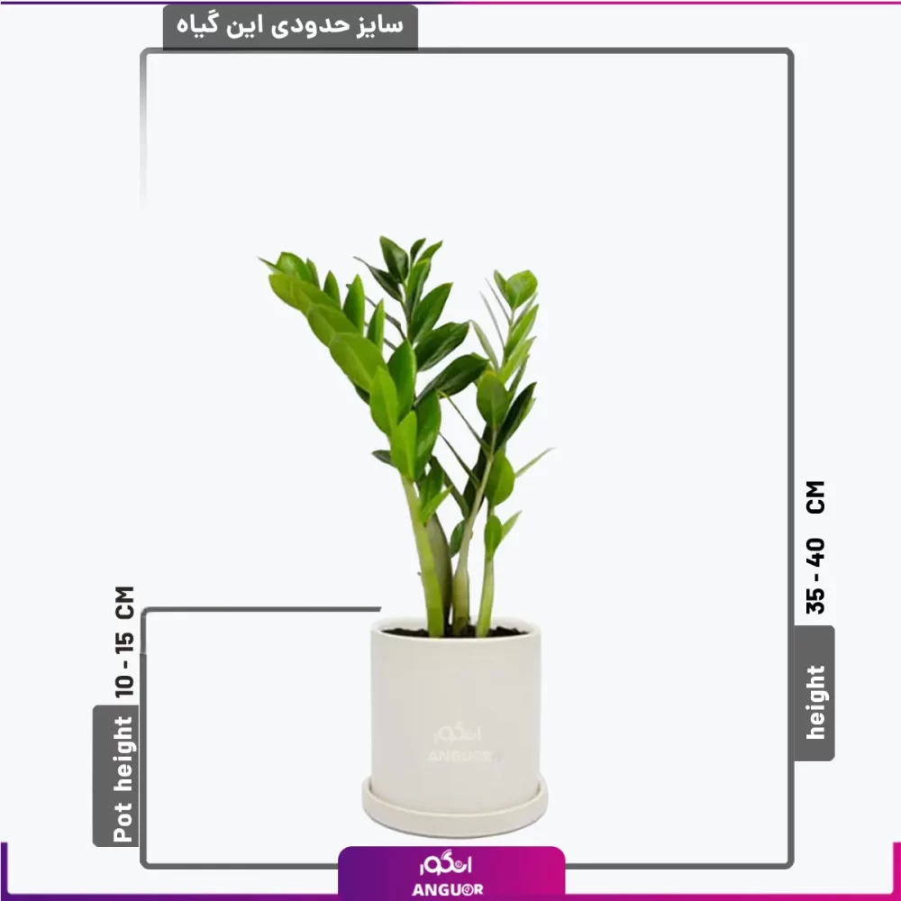 خرید گل زاموفیلیا سبز-قیمت+عکس قبل از تحویل-گل زاموفیلیا سبز متوسط-خرید گل آپارتمانی