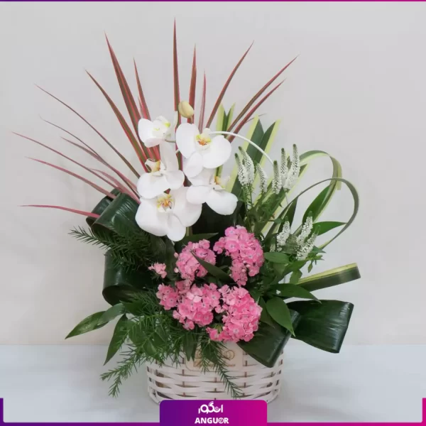 باکس گل شکیل- خرید آنلاین ارکیده-خرید گلدان ارکیده طبیعی + عکس و قیمت - خرید آنلاین گل آپارتمانی-