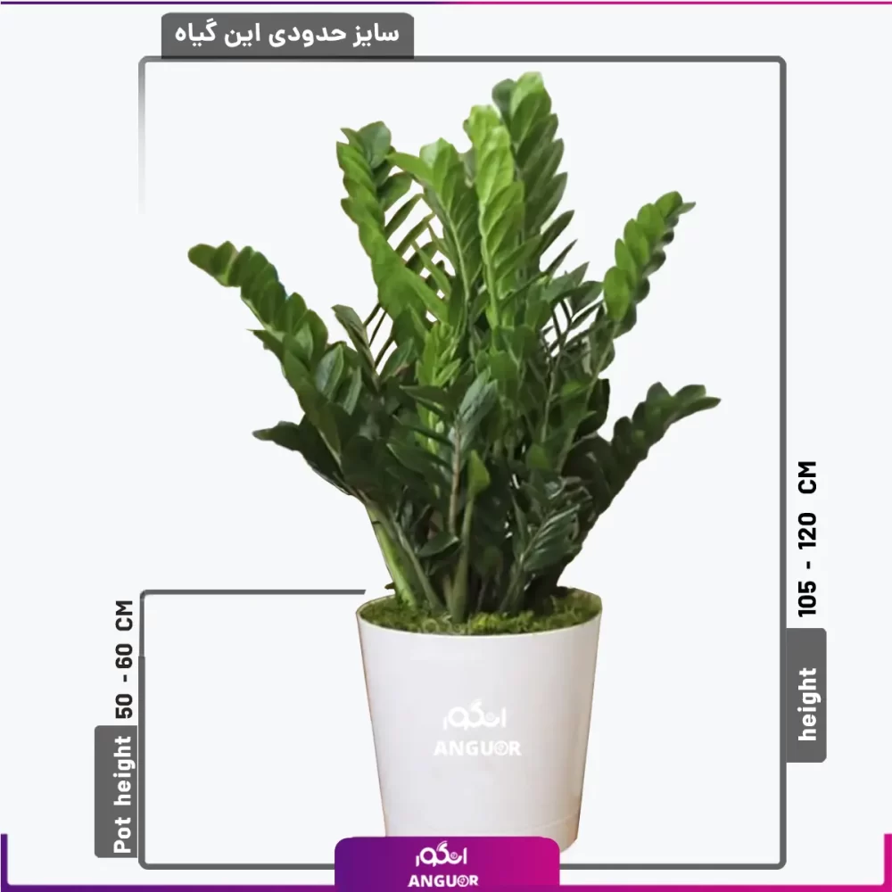 گلدان زاموفیلیا سایز بزرگ و لوکس - Image 2