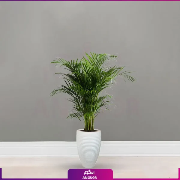 خرید نخل اریکا - سفارش انلاین گل - ارسال گل اپارتمانی