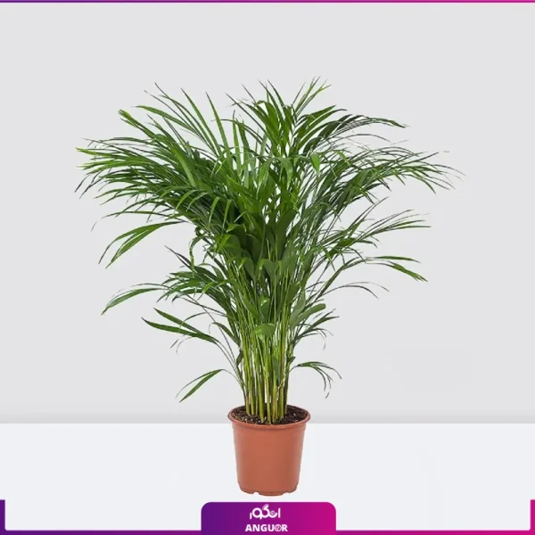 خرید گل آپارتمانی نخل اریکا سایز متوسط- سفارش گل از گلخانه - گل فروشی آنلاین