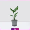 خرید گل پرنده بهشتی سایز کوچک - خرید گل و گیاه آپارتمانی - گل فروشی آنلاین