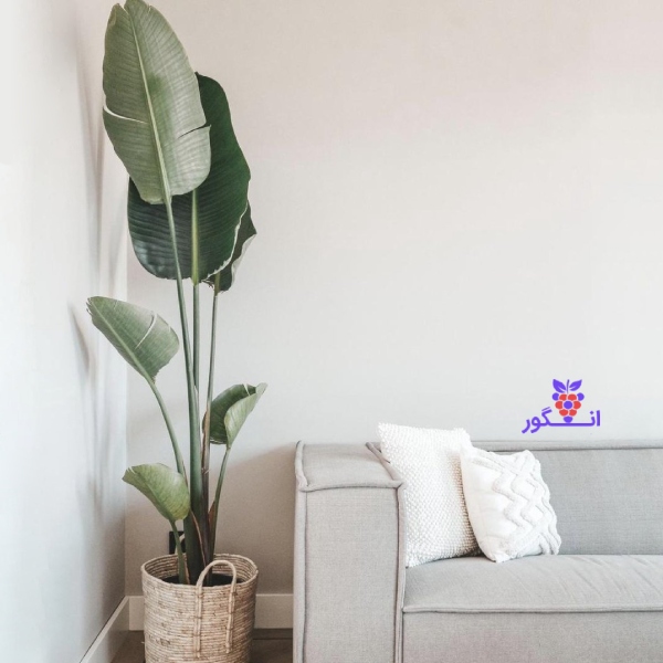 گل پرنده بهشتی بزرگ - خرید گل و گیاه آپارتمانی - سفارش آنلاین گل