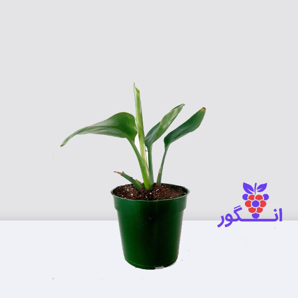 گلدان کوچک گل پرنده بهشتی - خرید گل و گیاه آپارتمانی - گل فروشی آنلاین