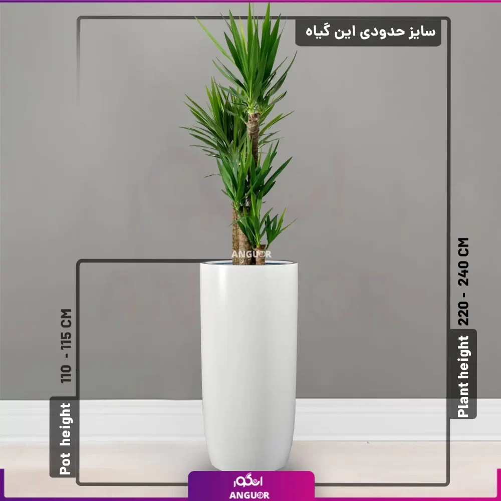 خرید + قیمت + عکس گلدان سفارشی بلند فایبرگلاس همراه با گیاه آپارتمانی یوکا 4 شاخه