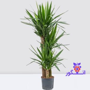 یوکا سه شاخه ای سایز خیلی بزرگ مناسب برای شرکت ها و - خرید گل و گیاه آپارتمانی - گل فروشی آنلاین