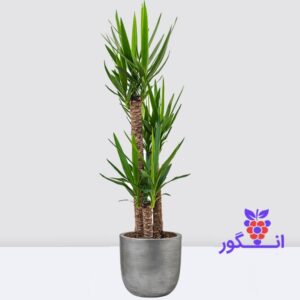 یوکا سه شاخه بزرگ 140 الی 150 سانتی - خرید گل و گیاه آپارتمانی مستقیم از گلخانه - گل فروشی آنلاین