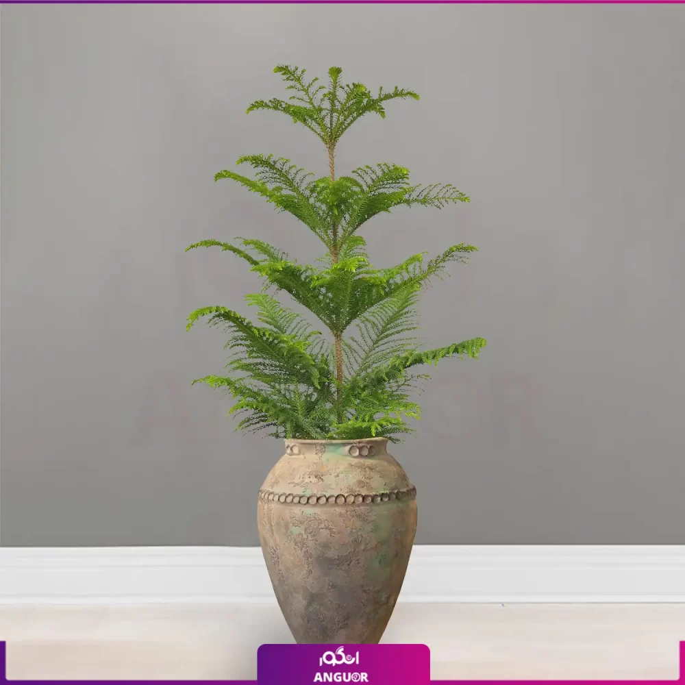 خرید گلدان کوزه‌ سفالی با کاج مطبق تک شاخه ای | خرید کاج مطبق