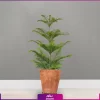 خرید قیمت + عکس گلدان چوبی با کاج مطبق یک شاخه سایز متوسط