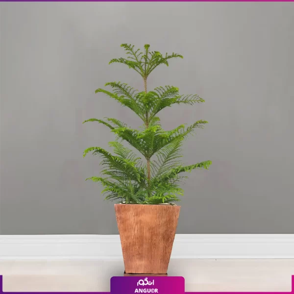 خرید قیمت + عکس گلدان چوبی با کاج مطبق یک شاخه سایز متوسط