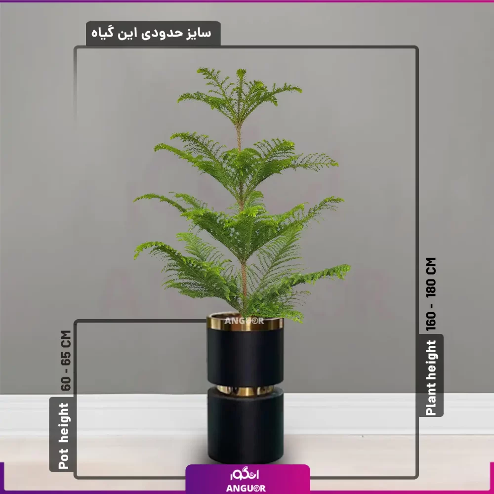 خرید + قیمت + عکس گلدان فایبر گلاس کمر طلایی رنگ مشکی با گل آپارتمانی کاج مطبق سایز متوسط