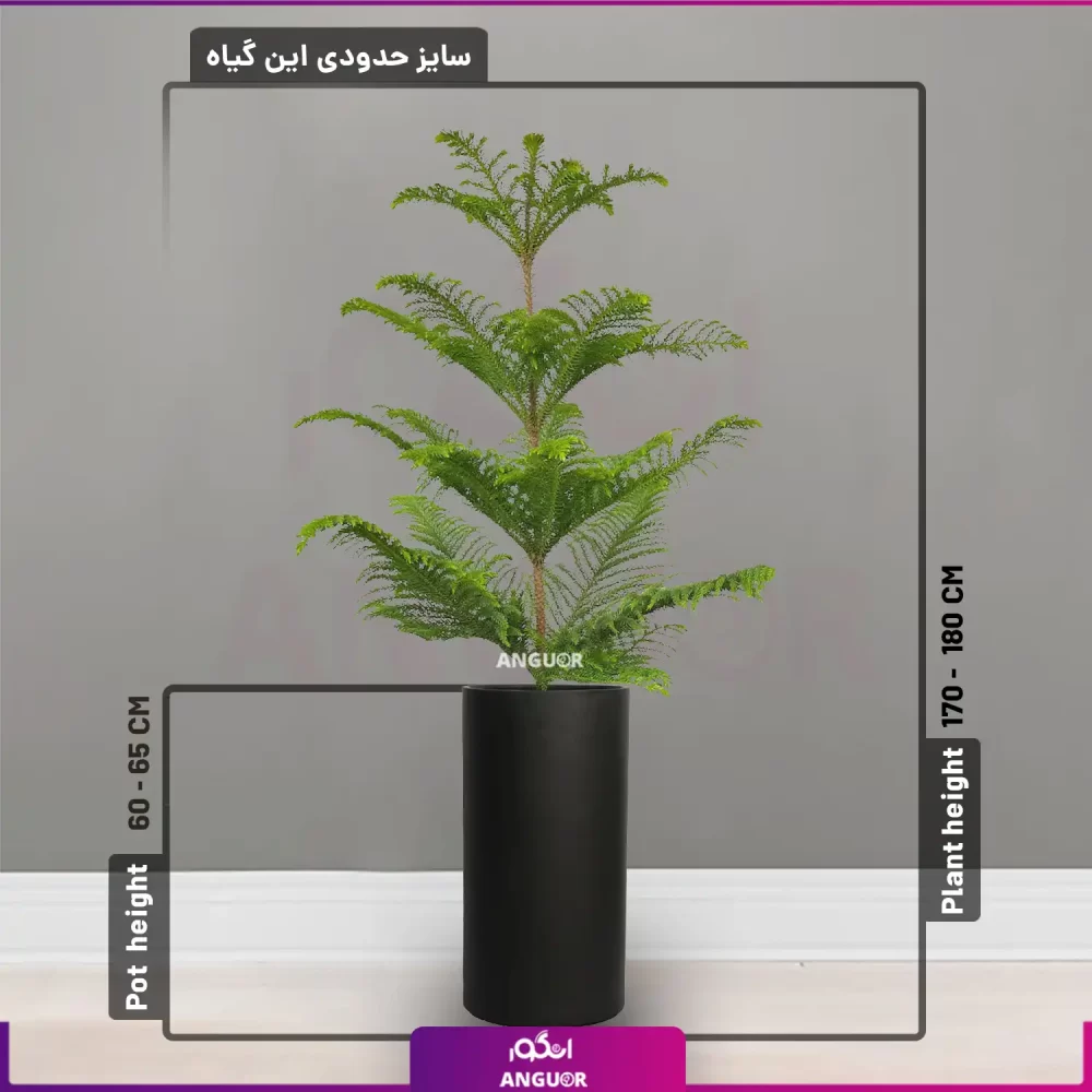 خرید + قیمیت + عکس گلدان استوانه ای فایبرگلاس 60 - 65 سانتی رنگ مشکی با گل آپارتمانی کاج مطبق سایز 170 - 190 سانتی