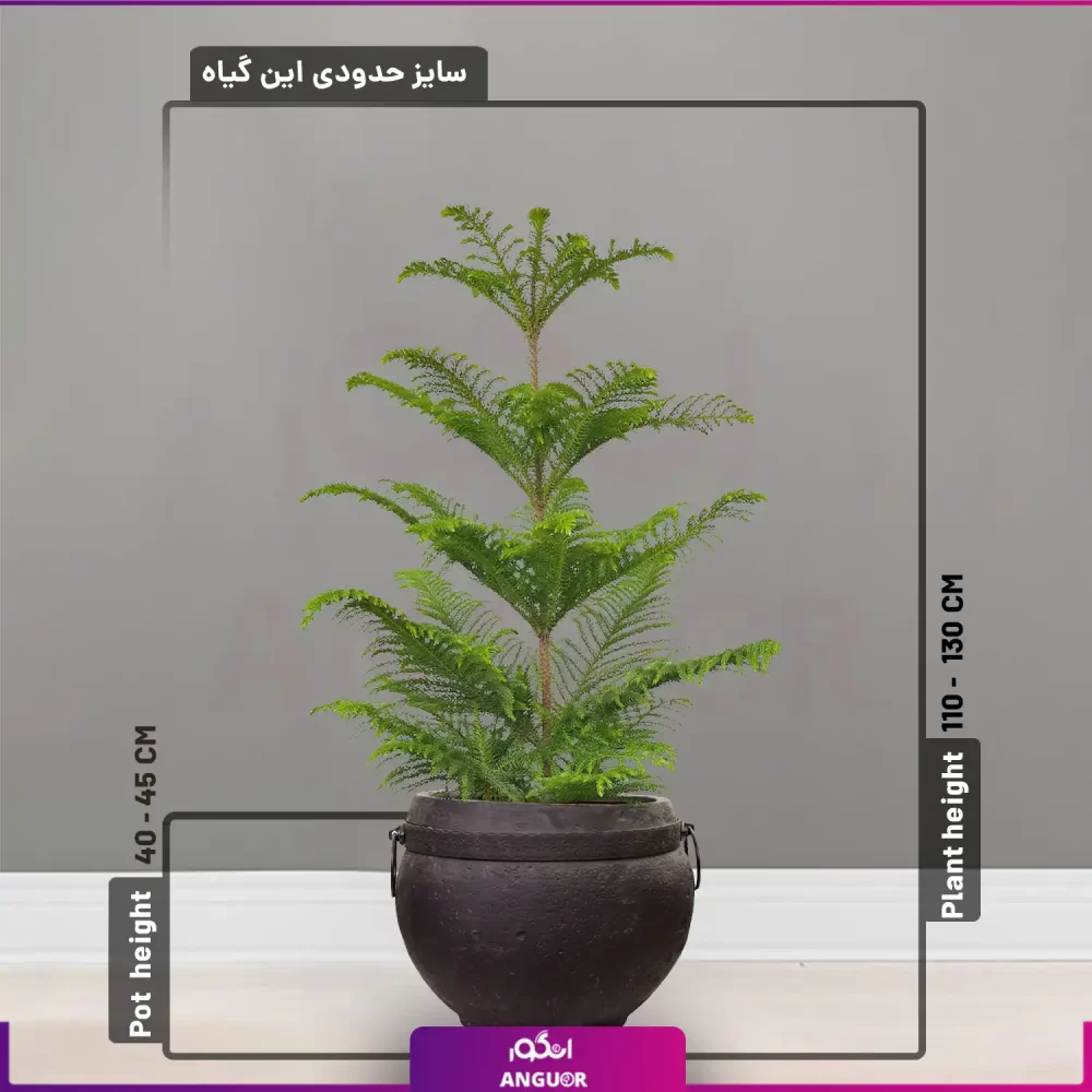 گل آپارتمانی کاج مطبق با گلدان فایبرگلاس در4 طرح - Image 4