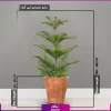کاج مطبق - خرید گل و گیاه آپارتمانی - گل فروشی آنلاین