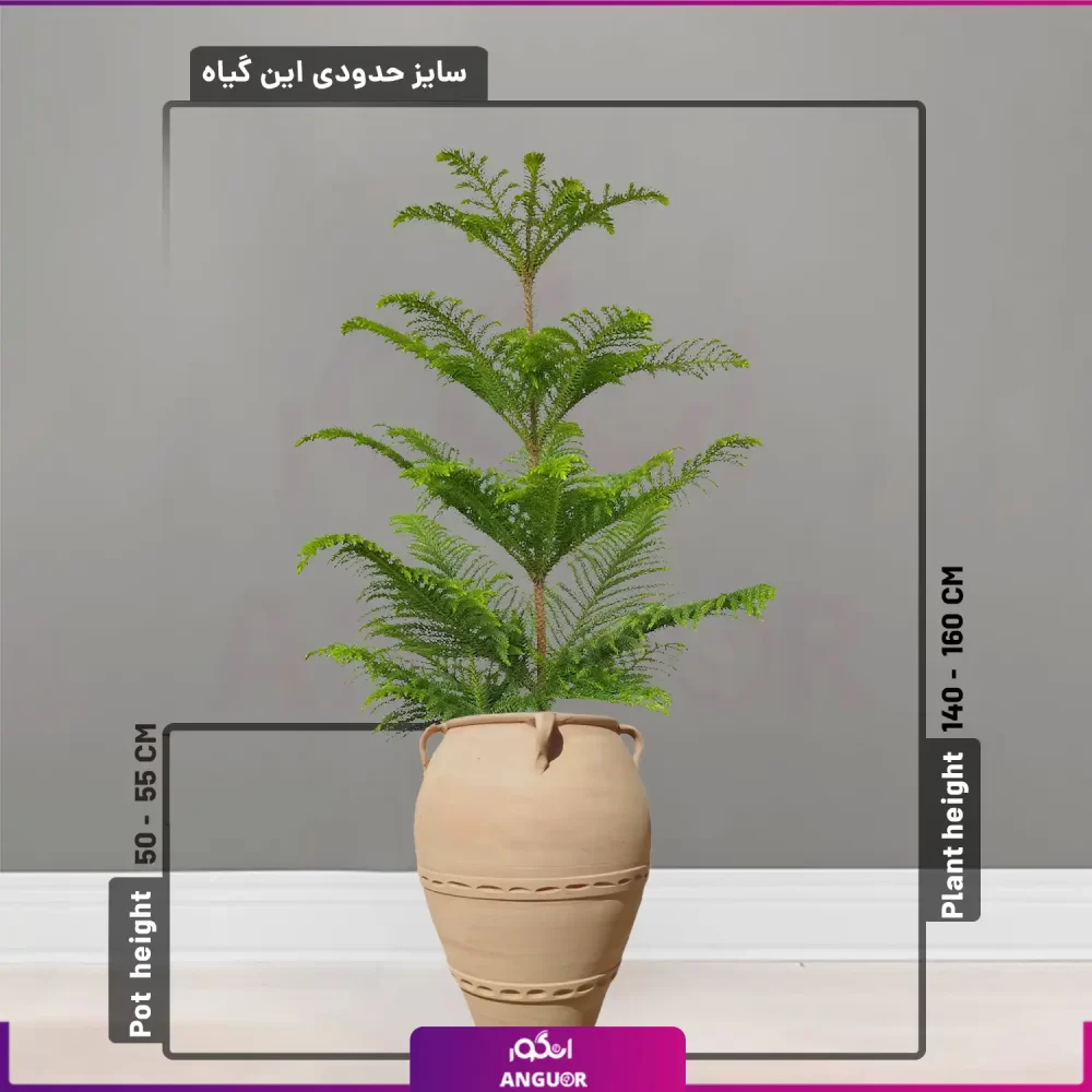 خرید گلدان کوزه‌ سفالی ساده با کاج مطبق تک شاخه ای| خرید کاج مطبق