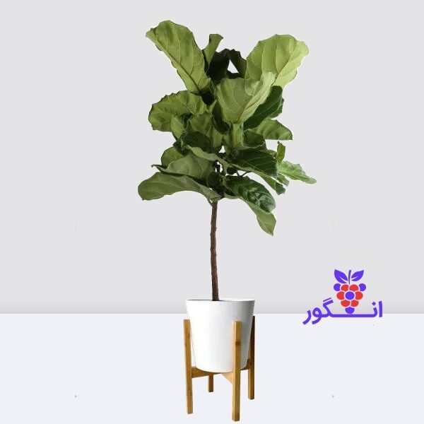 فیکوس لیراتا با پایه گلدان - خرید گل آپارتمانی - گل فروشی آنلاین