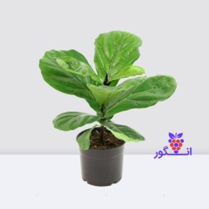 فیکوس لیراتا سایز کوچک - خرید گل و گیاه آپارتمانی - گل فروشی آنلاین