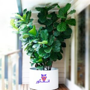 فیکوس لیراتای بزرگ شرکتی - خرید گل و گیاه آپارتمانی - گل فروشی آنلاین