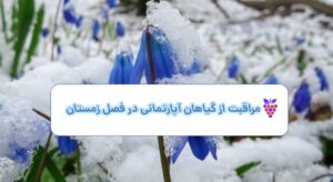 مراقبت از گیاهان در فصل زمستان