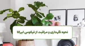 نگهداری و مراقبت از فیکوس لیراتا