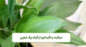 نگهداری برگ عبایی