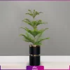 خرید + قیمت + عکس گلدان فایبر گلاس کمر طلایی رنگ مشکی با گل آپارتمانی کاج مطبق سایز متوسط | خرید کاج مطبق