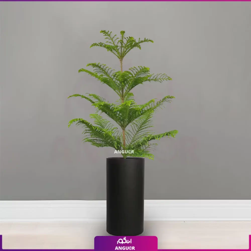 خرید + قیمیت + عکس گلدان استوانه ای فایبرگلاس 60 - 65 سانتی رنگ مشکی با گل آپارتمانی کاج مطبق سایز 170 - 190 سانتی